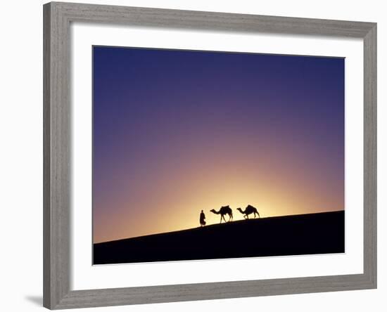 Berber Tribesman Leads His Two Camels Along the Top of Sand Dune in the Erg Chegaga, in the Sahara -Mark Hannaford-Framed Photographic Print