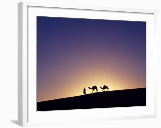 Berber Tribesman Leads His Two Camels Along the Top of Sand Dune in the Erg Chegaga, in the Sahara -Mark Hannaford-Framed Photographic Print