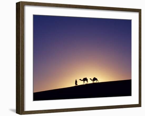 Berber Tribesman Leads His Two Camels Along the Top of Sand Dune in the Erg Chegaga, in the Sahara -Mark Hannaford-Framed Photographic Print