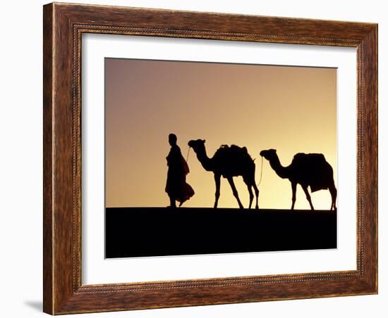 Berber Tribesman Leads His Two Camels Along the Top of Sand Dune in the Erg Chegaga, in the Sahara -Mark Hannaford-Framed Photographic Print