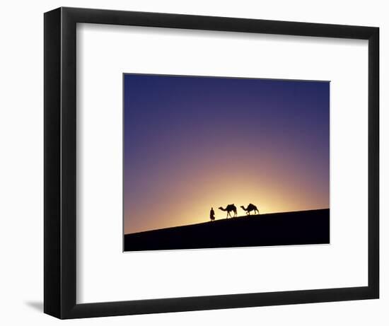 Berber Tribesman Leads His Two Camels Along the Top of Sand Dune in the Erg Chegaga, in the Sahara -Mark Hannaford-Framed Photographic Print