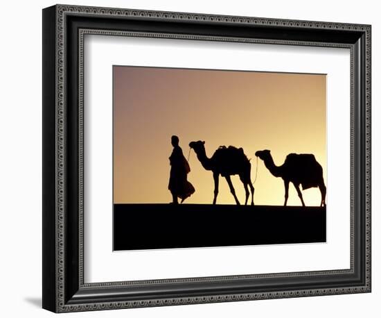 Berber Tribesman Leads His Two Camels Along the Top of Sand Dune in the Erg Chegaga, in the Sahara -Mark Hannaford-Framed Photographic Print