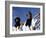 Berber Tribesmen in the Sand Dunes of the Erg Chegaga, in the Sahara Region of Morocco-Mark Hannaford-Framed Photographic Print