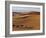 Berber Tribesmen Lead their Camels Through the Sand Dunes of the Erg Chegaga, in the Sahara Region -Mark Hannaford-Framed Photographic Print