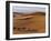 Berber Tribesmen Lead their Camels Through the Sand Dunes of the Erg Chegaga, in the Sahara Region -Mark Hannaford-Framed Photographic Print