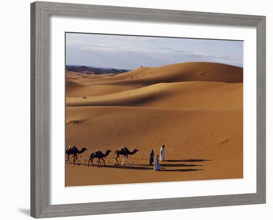 Berber Tribesmen Lead their Camels Through the Sand Dunes of the Erg Chegaga, in the Sahara Region -Mark Hannaford-Framed Photographic Print