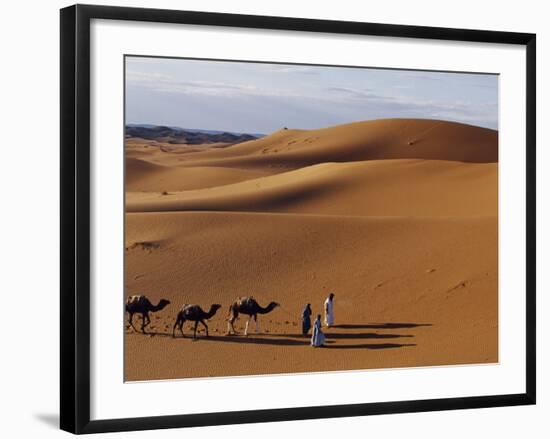 Berber Tribesmen Lead their Camels Through the Sand Dunes of the Erg Chegaga, in the Sahara Region -Mark Hannaford-Framed Photographic Print