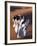 Berber Tribesmen Lead their Camels Through the Sand Dunes of the Erg Chegaga, in the Sahara Region -Mark Hannaford-Framed Photographic Print