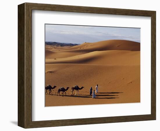 Berber Tribesmen Lead their Camels Through the Sand Dunes of the Erg Chegaga, in the Sahara Region -Mark Hannaford-Framed Photographic Print