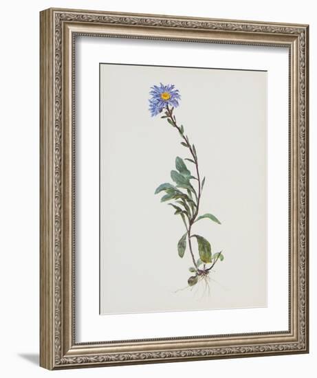 Berg-Sternblume-Moritz Michael Daffinger-Framed Collectable Print