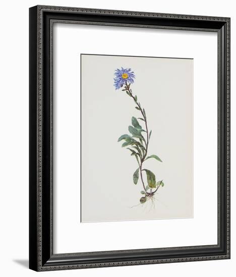 Berg-Sternblume-Moritz Michael Daffinger-Framed Collectable Print