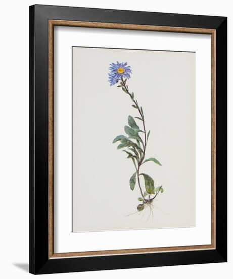 Berg-Sternblume-Moritz Michael Daffinger-Framed Collectable Print