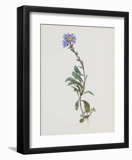 Berg-Sternblume-Moritz Michael Daffinger-Framed Collectable Print