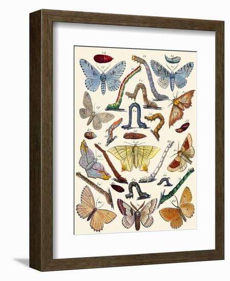 Berge's Butterfly's-Berge-Framed Art Print