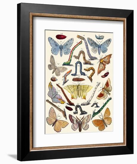 Berge's Butterfly's-Berge-Framed Art Print