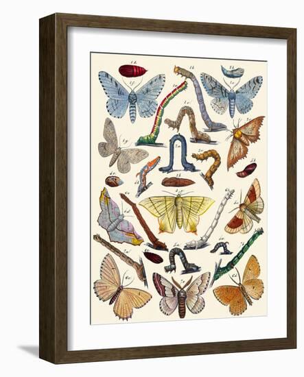 Berge's Butterfly's-Berge-Framed Art Print