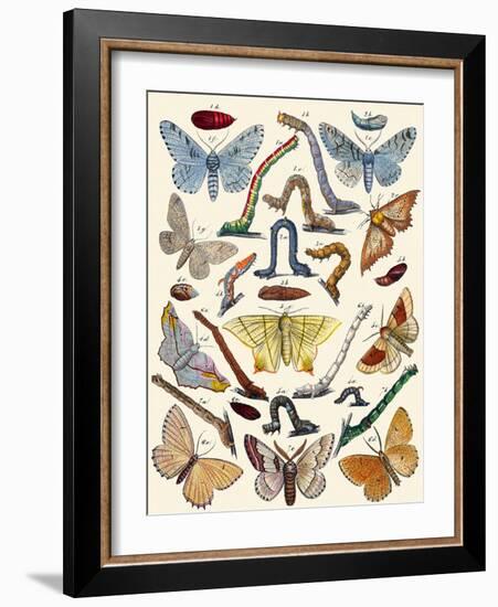 Berge's Butterfly's-Berge-Framed Art Print