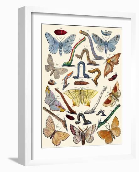 Berge's Butterfly's-Berge-Framed Art Print