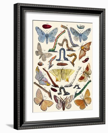 Berge's Butterfly's-Berge-Framed Art Print