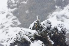 Two Gyrfalcons (Falco Rusticolus) in Flight, One Landing Other Taking Off, Myvatn, Iceland-Bergmann-Photographic Print