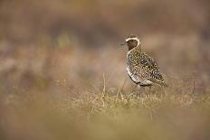 Female Gyrfalcon (Falco Rusticolus) Perched on Rock, Myvatn, Thingeyjarsyslur, Iceland, June 2009-Bergmann-Framed Photographic Print