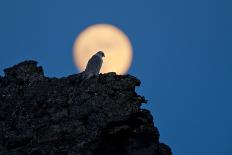 Female Gyrfalcon (Falco Rusticolus) Perched on Rock, Myvatn, Thingeyjarsyslur, Iceland, June 2009-Bergmann-Photographic Print