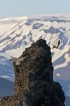 Two Gyrfalcons (Falco Rusticolus) in Flight, One Landing Other Taking Off, Myvatn, Iceland-Bergmann-Photographic Print