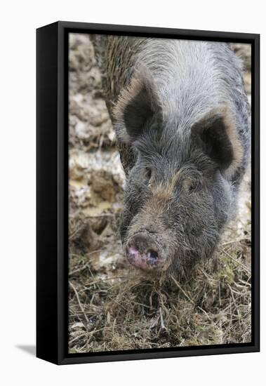 Berkshire Pig in Mud (Head Shot)-null-Framed Premier Image Canvas