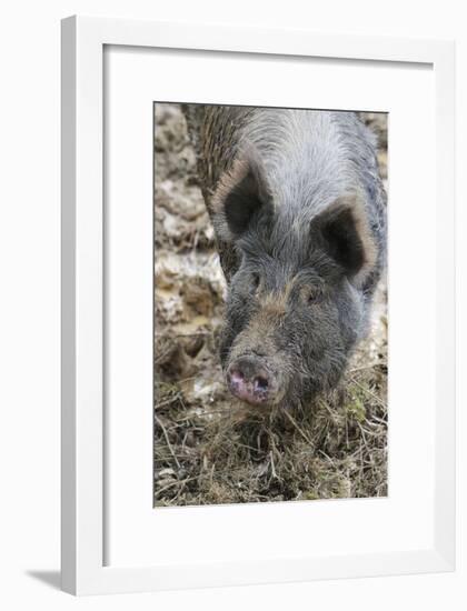 Berkshire Pig in Mud (Head Shot)-null-Framed Photographic Print