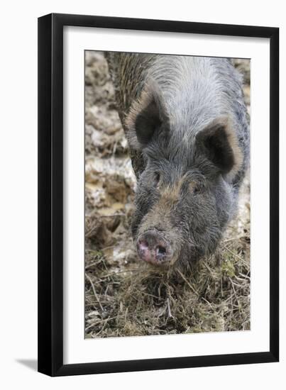 Berkshire Pig in Mud (Head Shot)-null-Framed Photographic Print