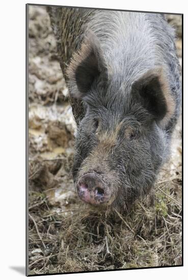 Berkshire Pig in Mud (Head Shot)-null-Mounted Photographic Print