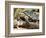 Berlandier's Tortoise, South Texas, USA-David Northcott-Framed Photographic Print