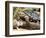 Berlandier's Tortoise, South Texas, USA-David Northcott-Framed Photographic Print