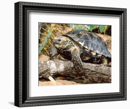 Berlandier's Tortoise, South Texas, USA-David Northcott-Framed Photographic Print