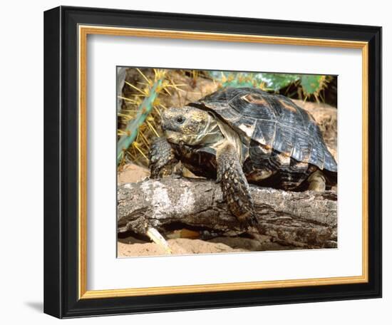 Berlandier's Tortoise, South Texas, USA-David Northcott-Framed Photographic Print