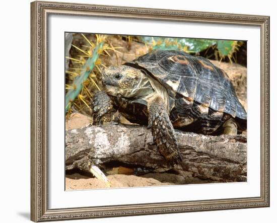 Berlandier's Tortoise, South Texas, USA-David Northcott-Framed Photographic Print