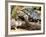 Berlandier's Tortoise, South Texas, USA-David Northcott-Framed Photographic Print