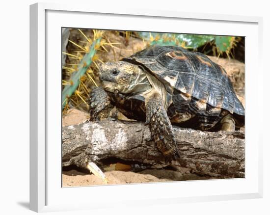 Berlandier's Tortoise, South Texas, USA-David Northcott-Framed Photographic Print