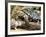 Berlandier's Tortoise, South Texas, USA-David Northcott-Framed Photographic Print