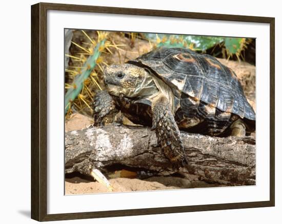 Berlandier's Tortoise, South Texas, USA-David Northcott-Framed Photographic Print