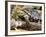 Berlandier's Tortoise, South Texas, USA-David Northcott-Framed Photographic Print