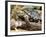 Berlandier's Tortoise, South Texas, USA-David Northcott-Framed Photographic Print