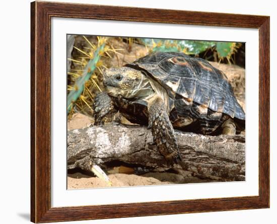 Berlandier's Tortoise, South Texas, USA-David Northcott-Framed Photographic Print