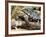 Berlandier's Tortoise, South Texas, USA-David Northcott-Framed Photographic Print