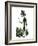 Berlioz caricature by Nadar-Nadar-Framed Giclee Print