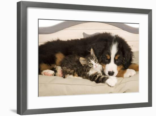 Bermese Mountain Dog Puppy with Kitten on Dog Bed-null-Framed Photographic Print