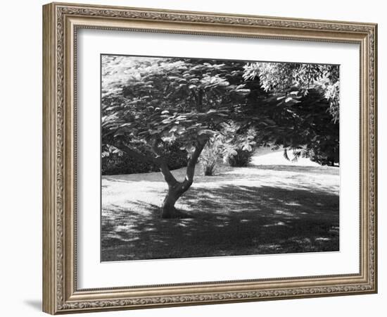 Bermuda Foliage, Bermuda 94-Monte Nagler-Framed Photographic Print