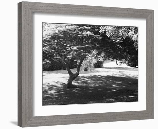 Bermuda Foliage, Bermuda 94-Monte Nagler-Framed Photographic Print