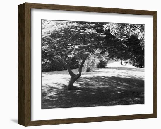 Bermuda Foliage, Bermuda 94-Monte Nagler-Framed Photographic Print