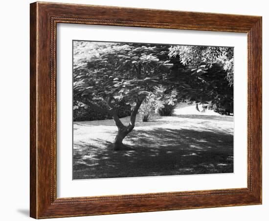 Bermuda Foliage, Bermuda 94-Monte Nagler-Framed Photographic Print